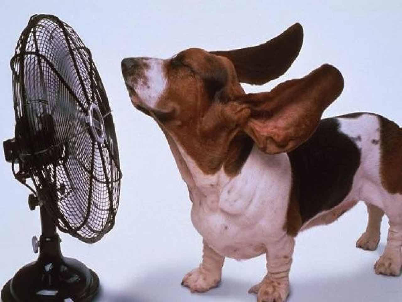 Ma che caldo fa. La toelettatura estiva