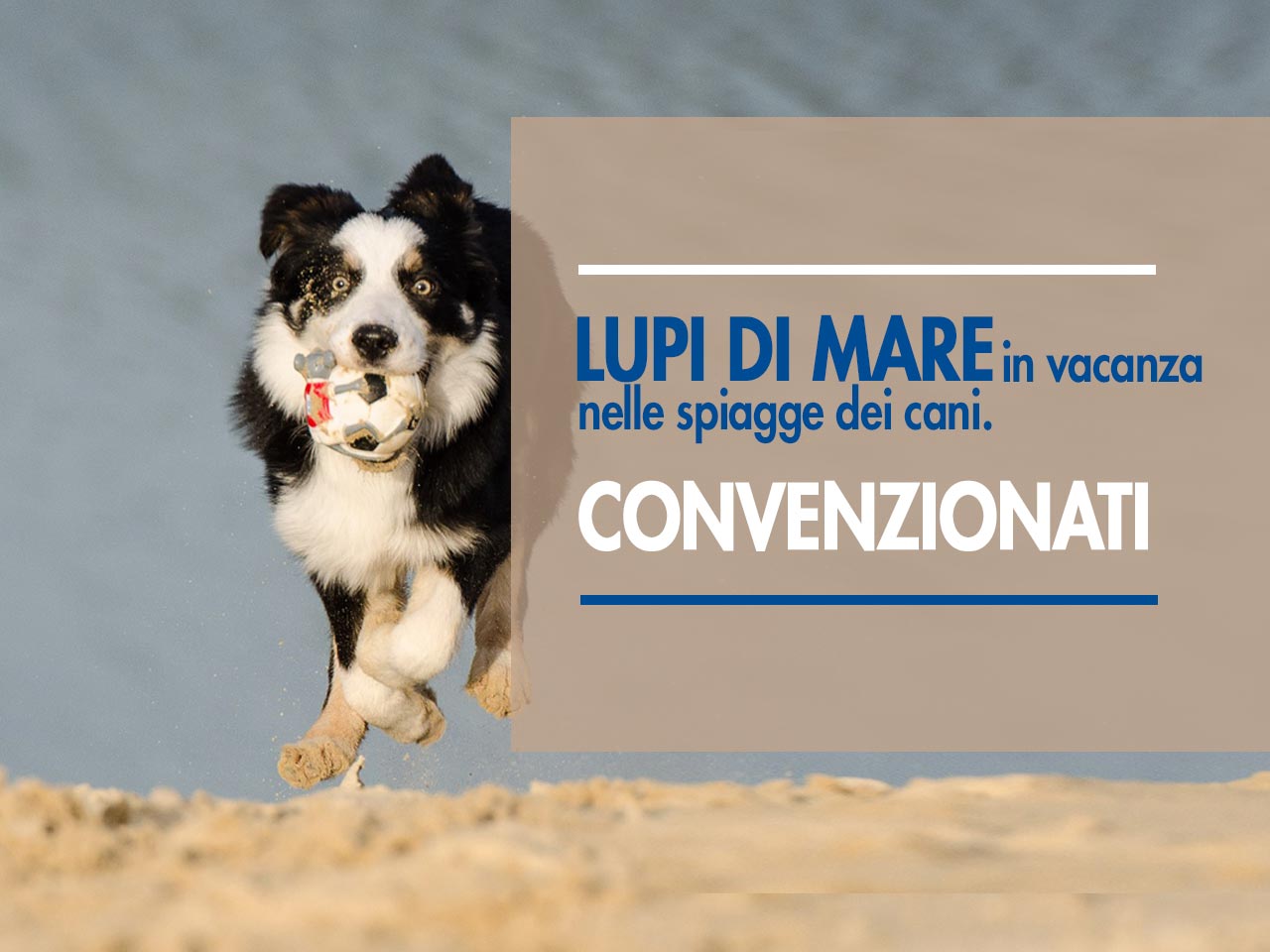 La vacanza riparte anche per i nostri amici a quattro zampe!
