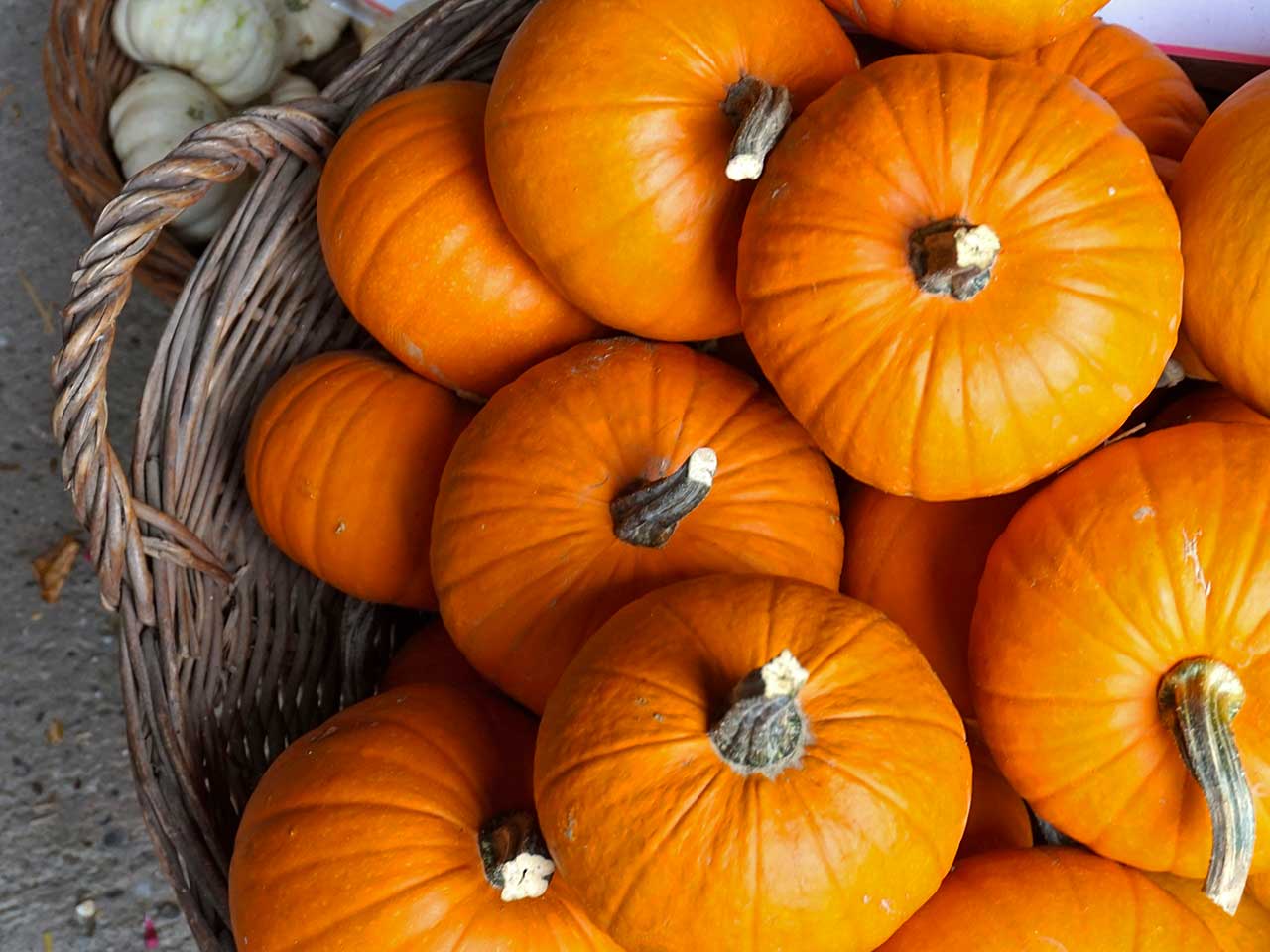 LA ZUCCA. UNA MAGIA DI SALUTE