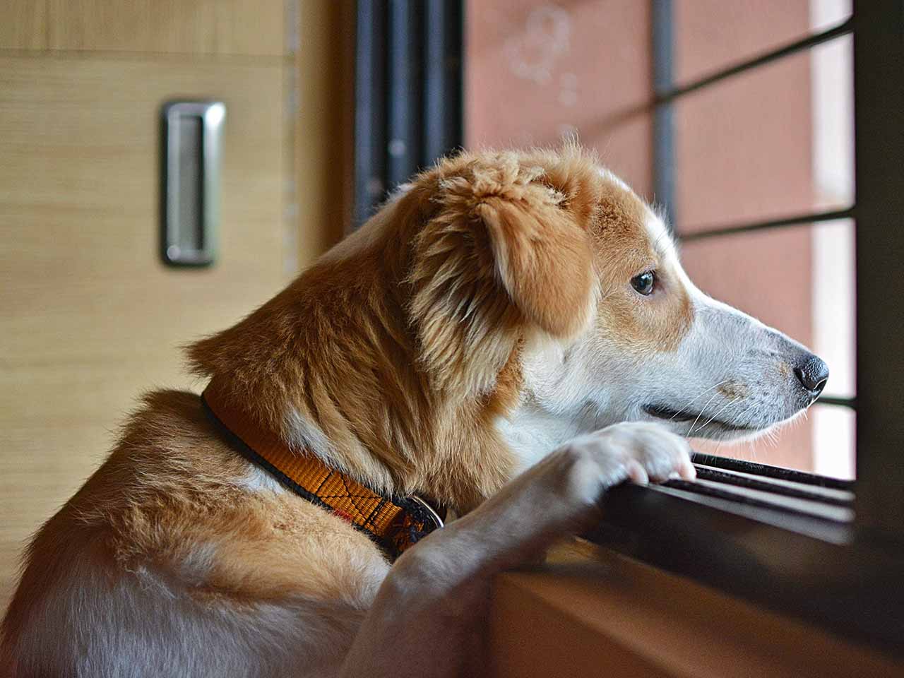 ANCHE CANI E GATTI POSSONO SOFFRIRE DI METEOROPATIA