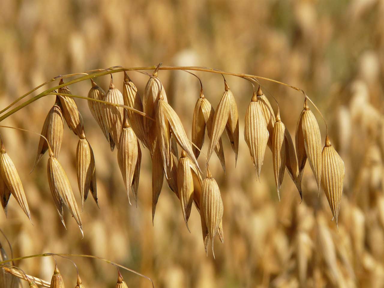 LAVENA. UN CEREALE POTENTE CONTRO IL COLESTEROLO