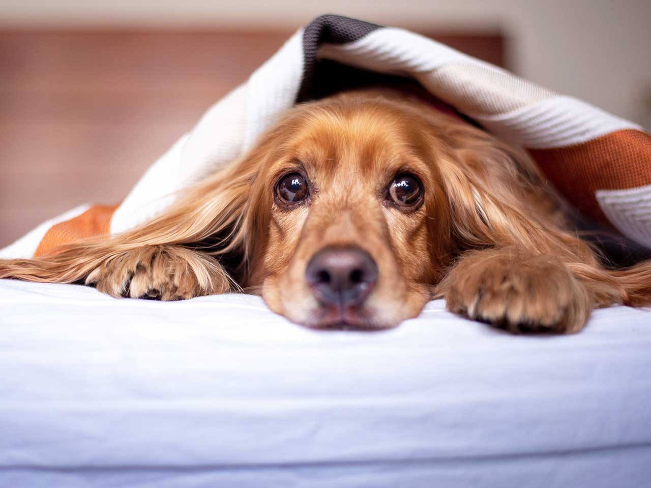 Come proteggere cani e gatti dal rumore di petardi