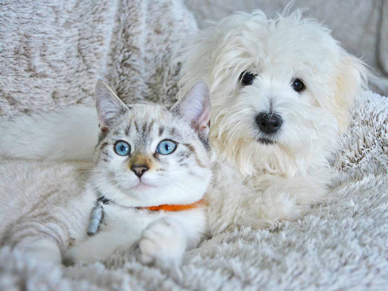 LALTRA MEDICINA: RIMEDI NATURALI PER CANI E GATTI