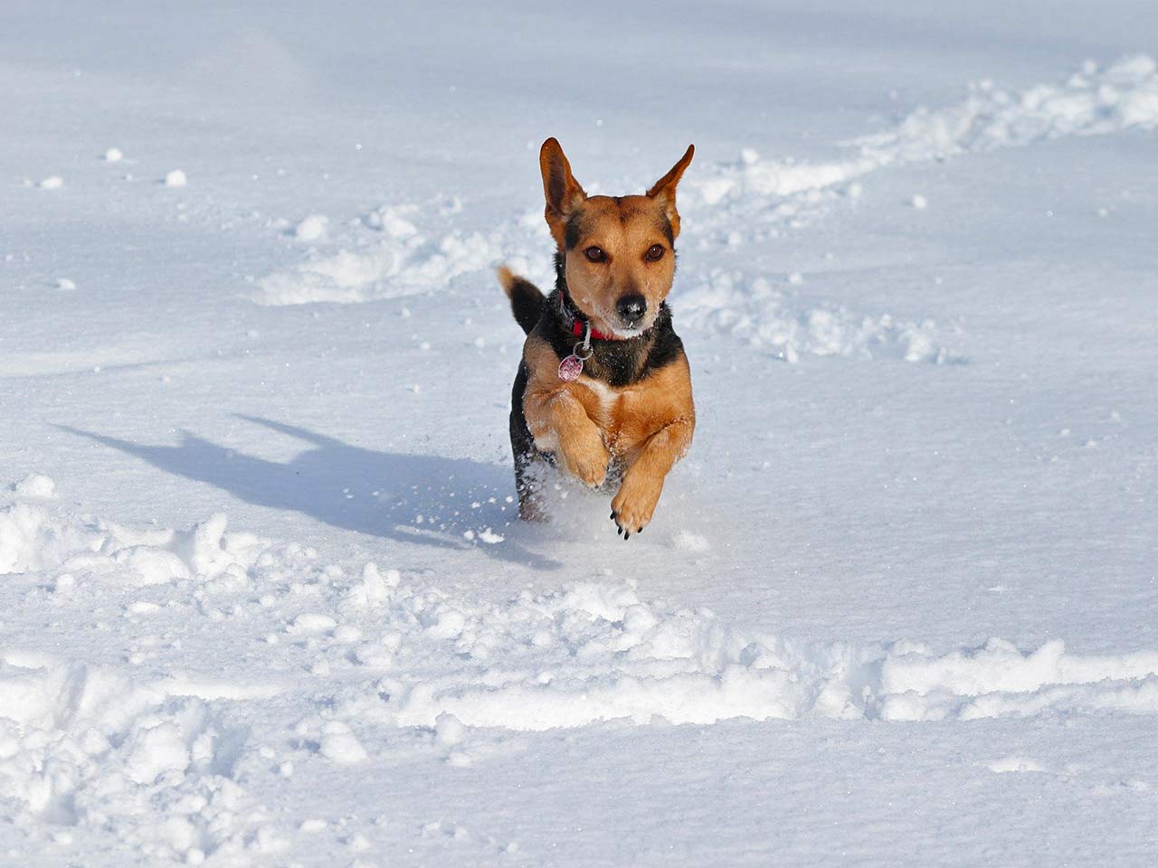 ATTENZIONE AI GELONI DEI CANI