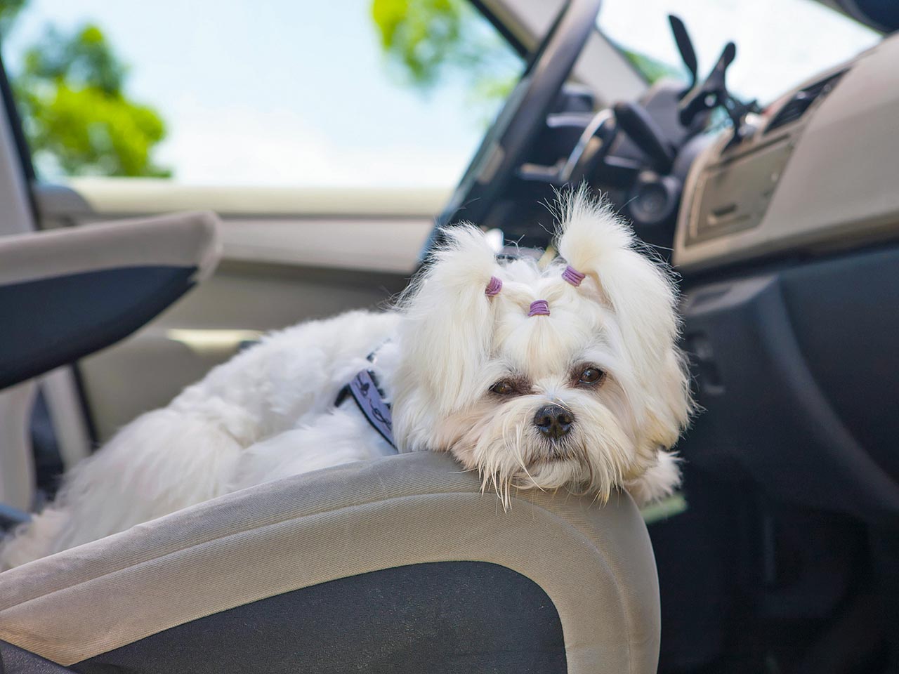 IL MAL DAUTO DEI CANI? QUESTIONE DI TESTA
