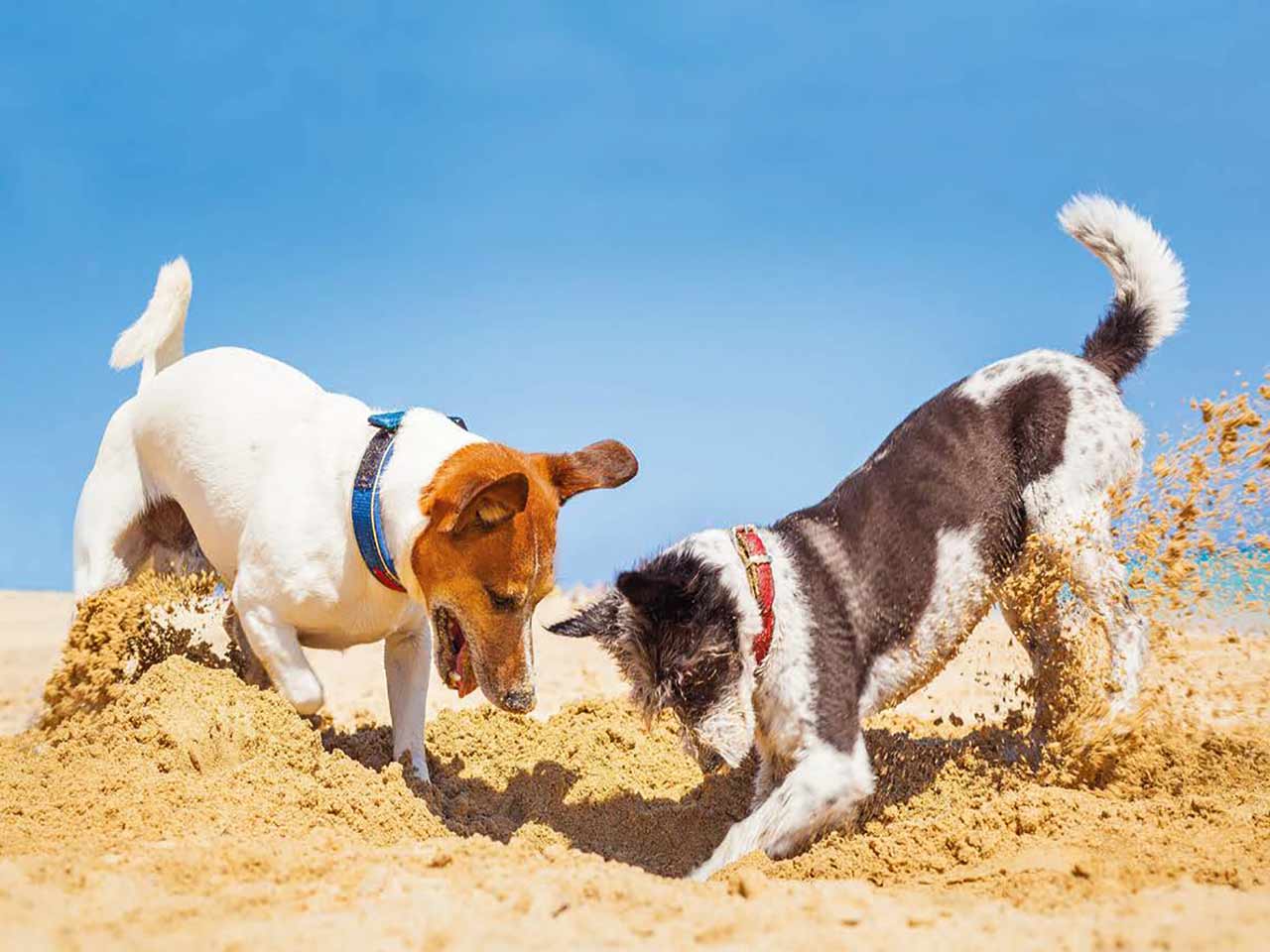 VIAGGI DESTATE CON IL CANE