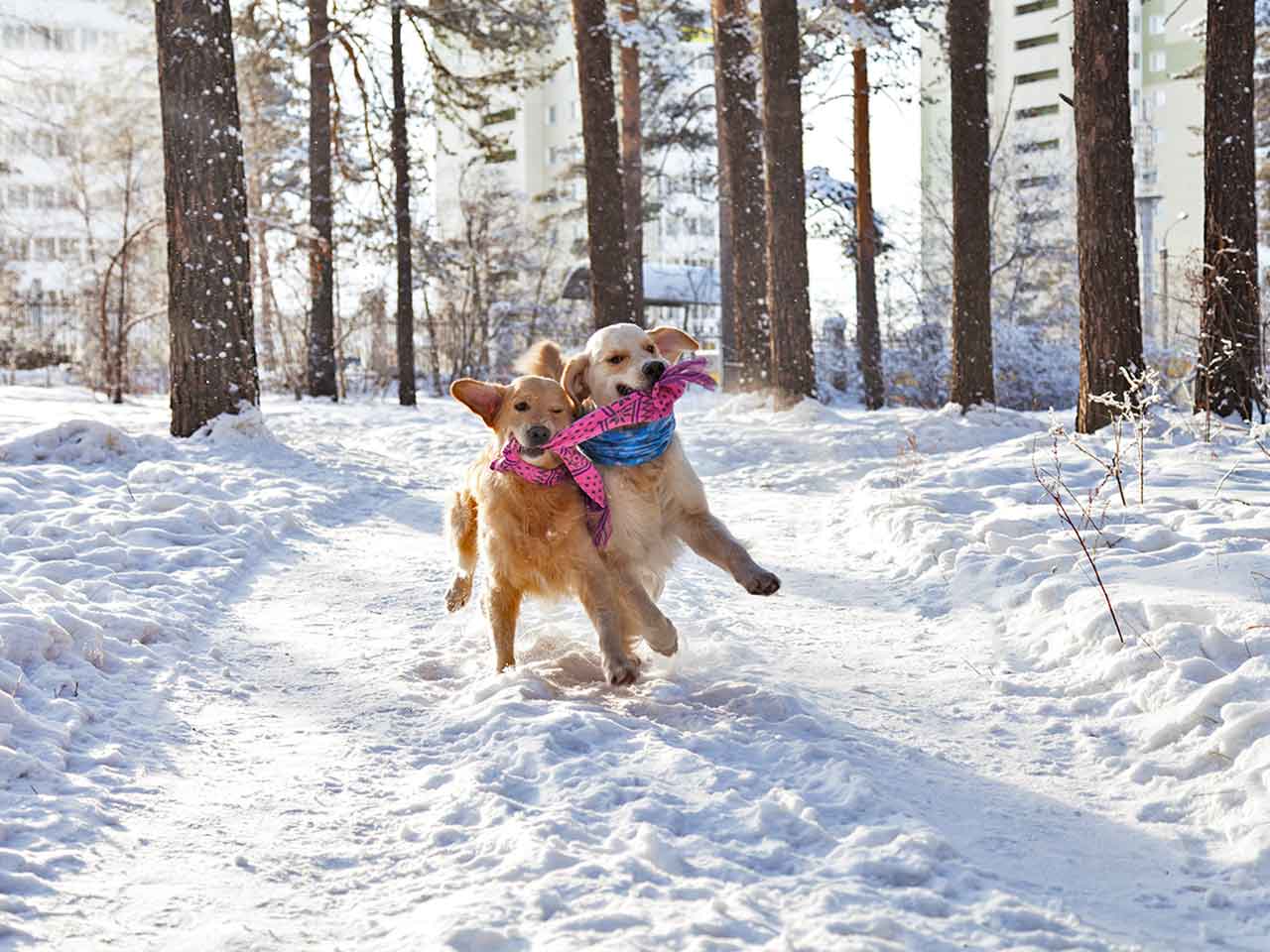 LE DRITTE PER LA VACANZA SULLA NEVE CON I CANI