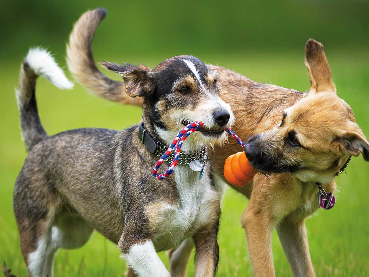 PER CANI E GATTI IL GIOCO È UNA COSA SERIA