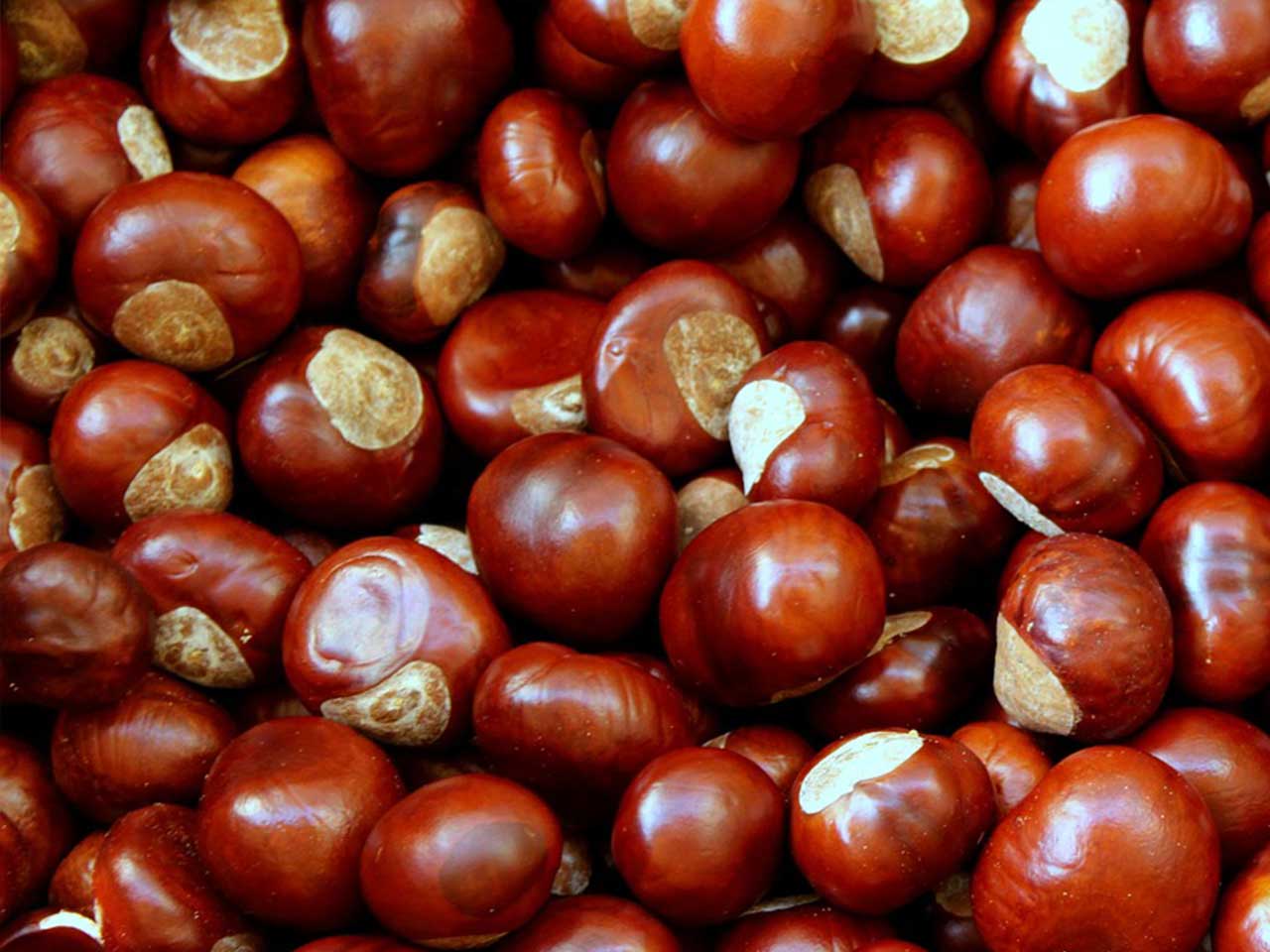 IN VIAGGIO TRA SAGRE DI CASTAGNE E MARRONI