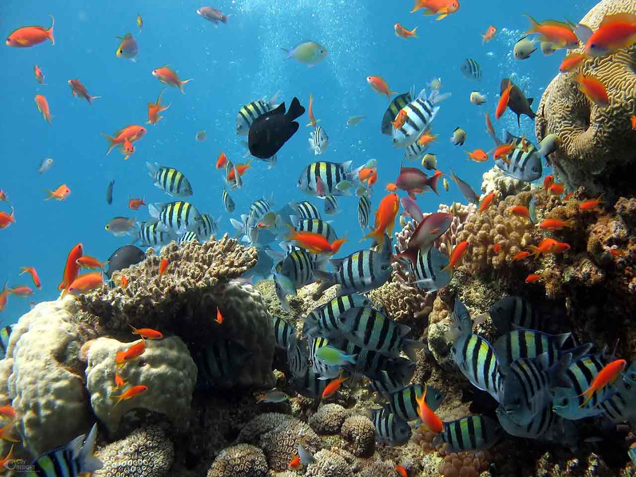 IN FONDO AL MAR: 5 INCREDIBILI AMBIENTI SOTTOMARINI