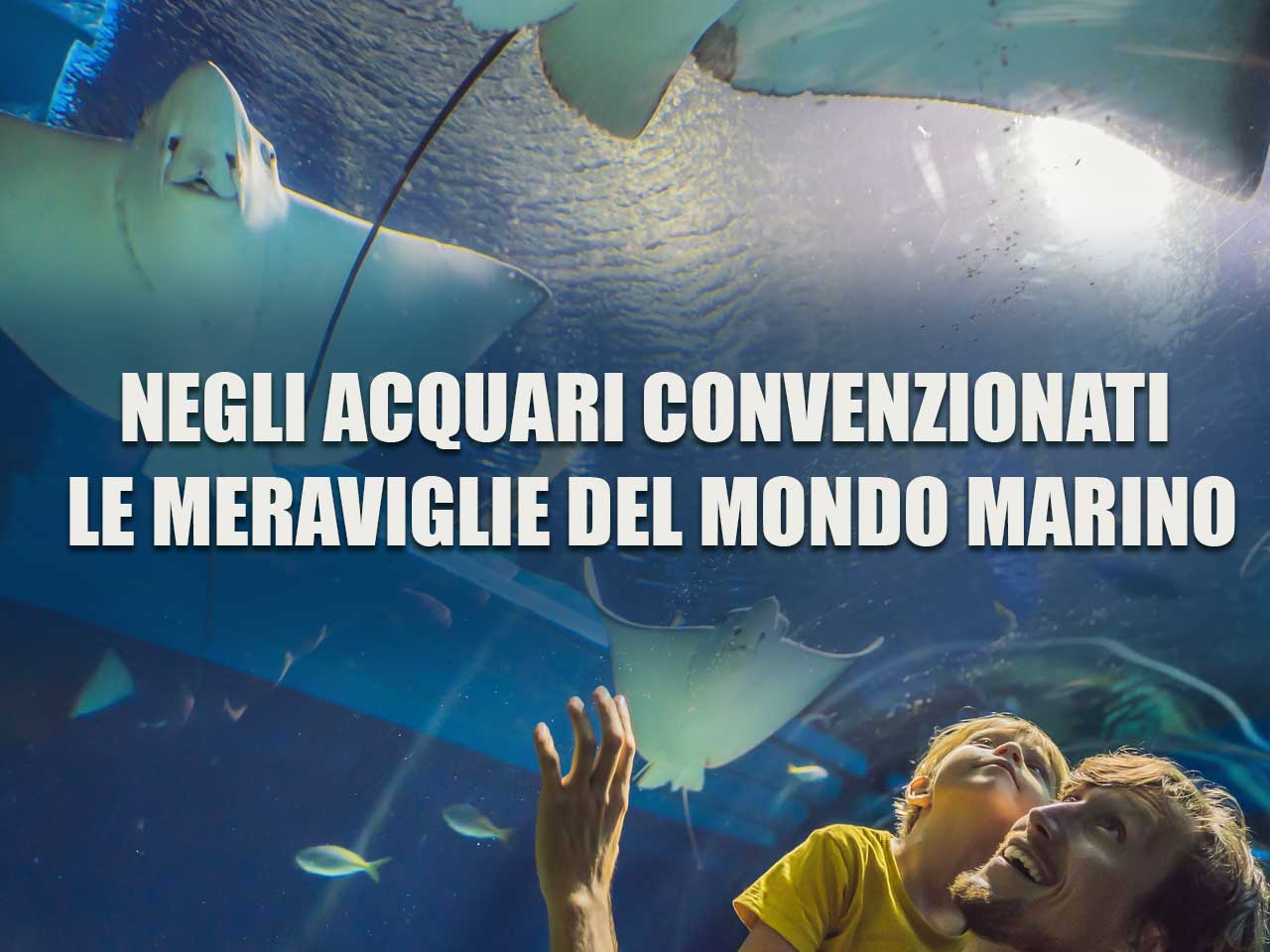 NEGLI ACQUARI CONVENZIONATI LE MERAVIGLIE DEL MONDO MARINO