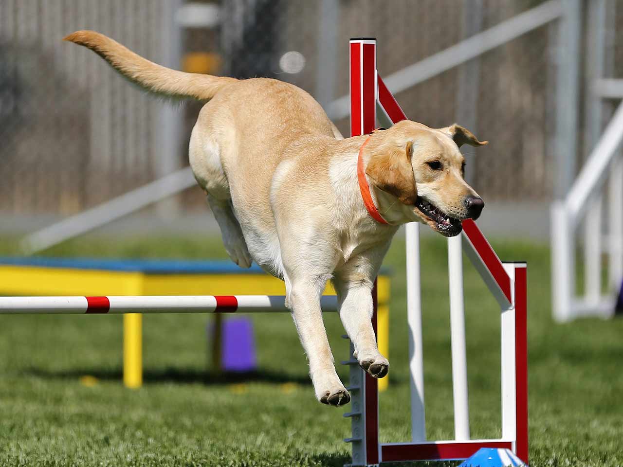 AGILITY DOG. UN CIRCUITO DI EMOZIONI