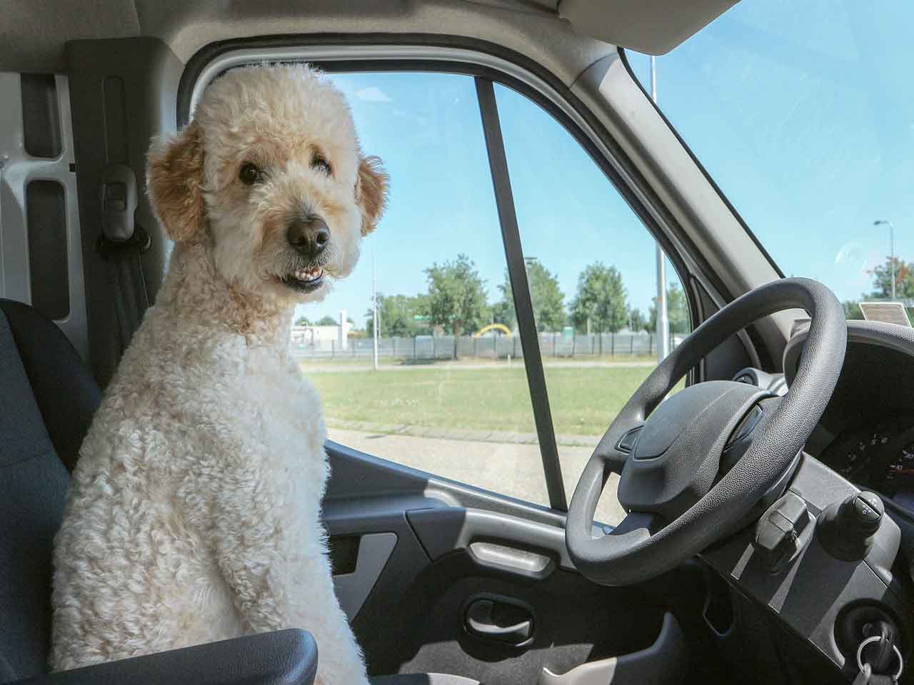 ANIMALI IN VIAGGIO: CÈ TEMPO E CÈ MODO