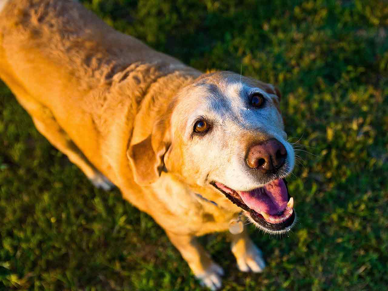 I CANI E LARTROSI