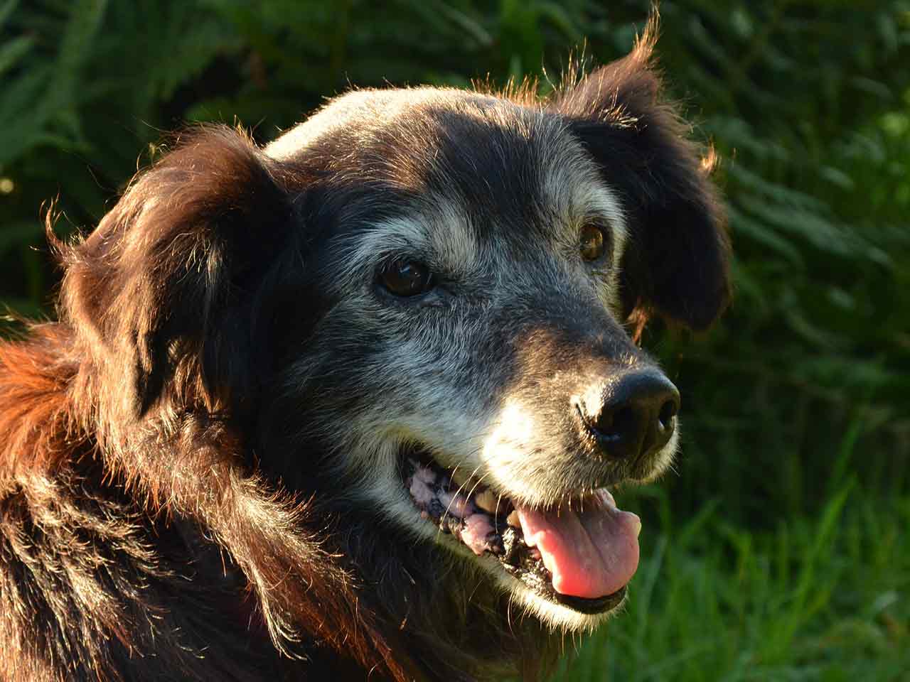 Cani e gatti anziani: in estate aiutiamoli con il camper