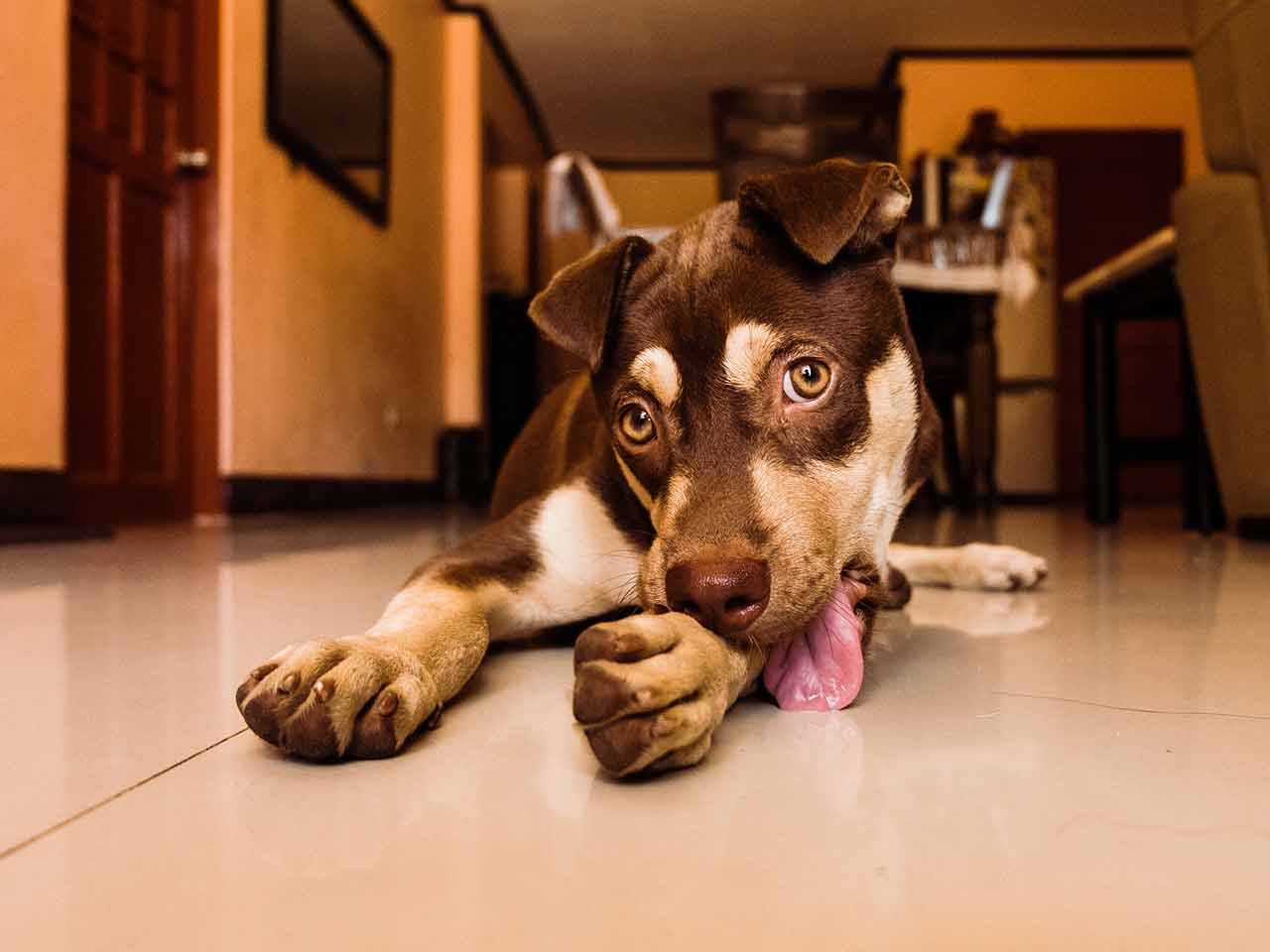 5 giochi da fare in casa con il tuo cane