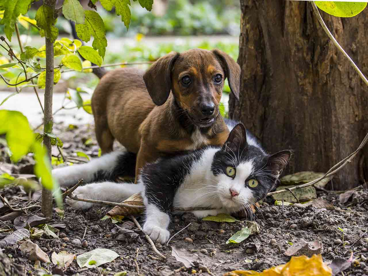 SIETE CAMPERISTI DA CANE O DA GATTO?