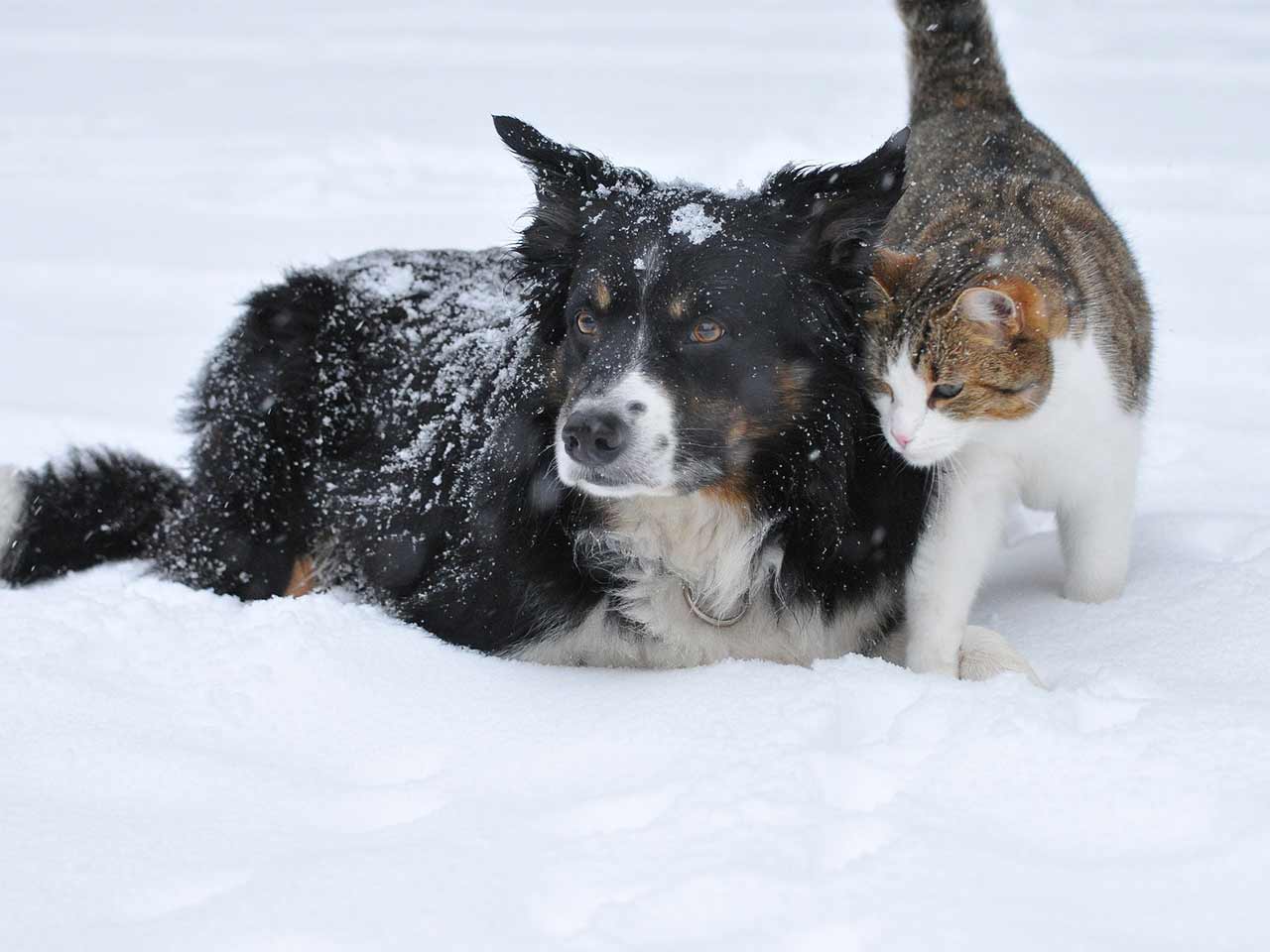 Clima invernale: cosa fare se la pelliccia di cani e gatti non basta