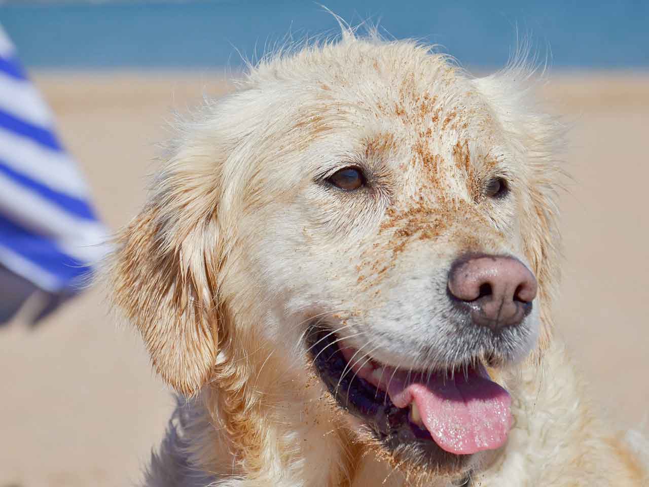 Attenzione al colpo di calore per i cani