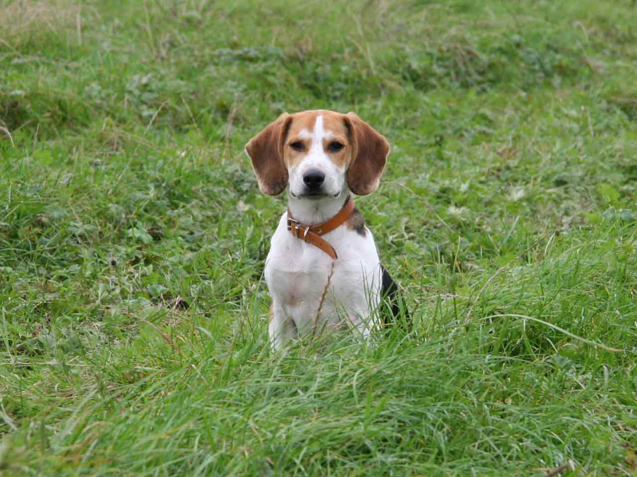 Ghiandole perianali e sacculite di cani e gatti