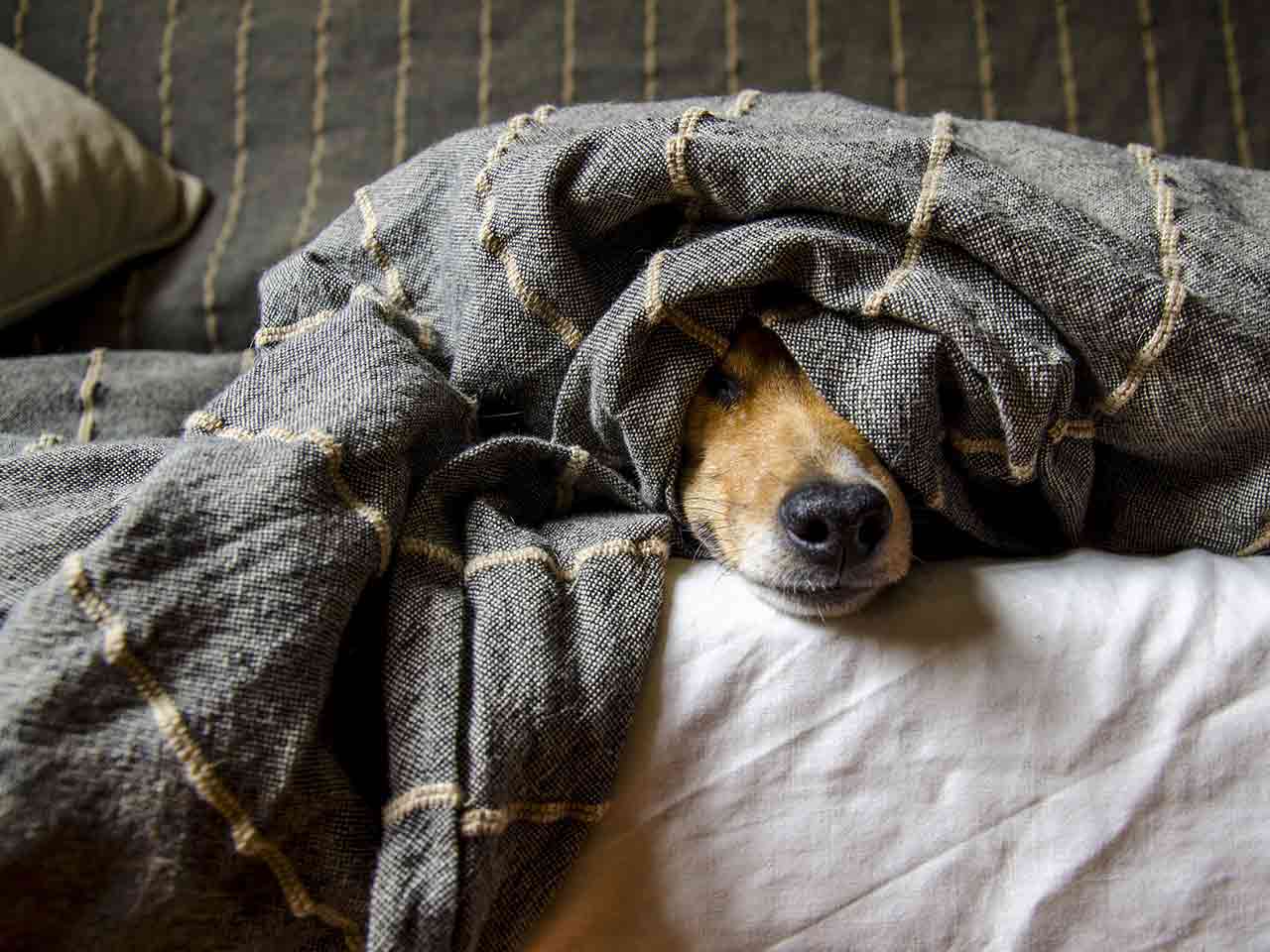 I botti durante le feste: una  tortura infernale per cani e gatti