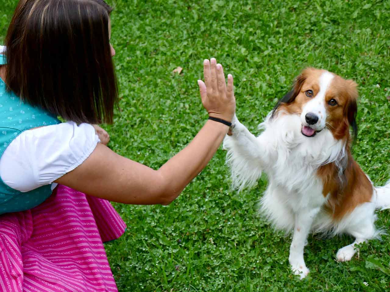 Etologia moderna: come comprendere i bisogni dei nostri amici animali