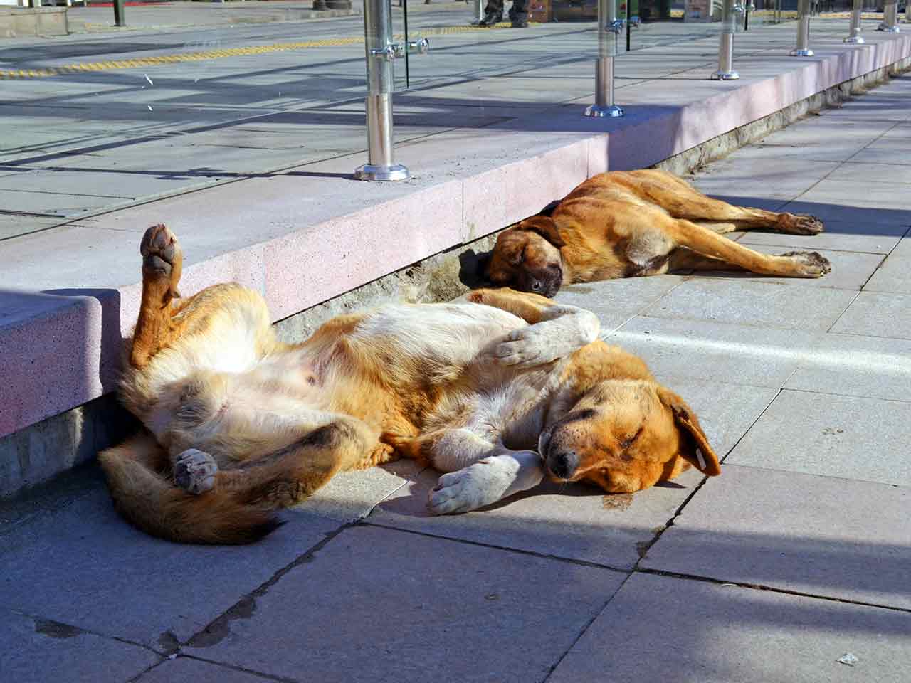I sogni: due fasi anche per cani e gatti