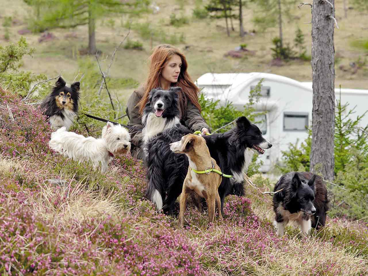 VIAGGIARE IN CAMPER CON GLI ANIMALI