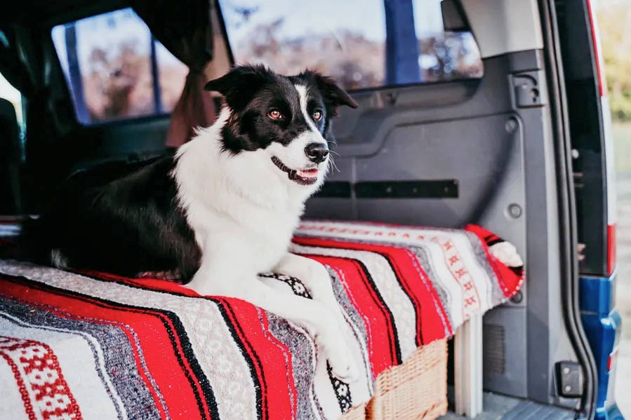 IN CAMPEGGIO CON IL CANE: COSA PORTARE?