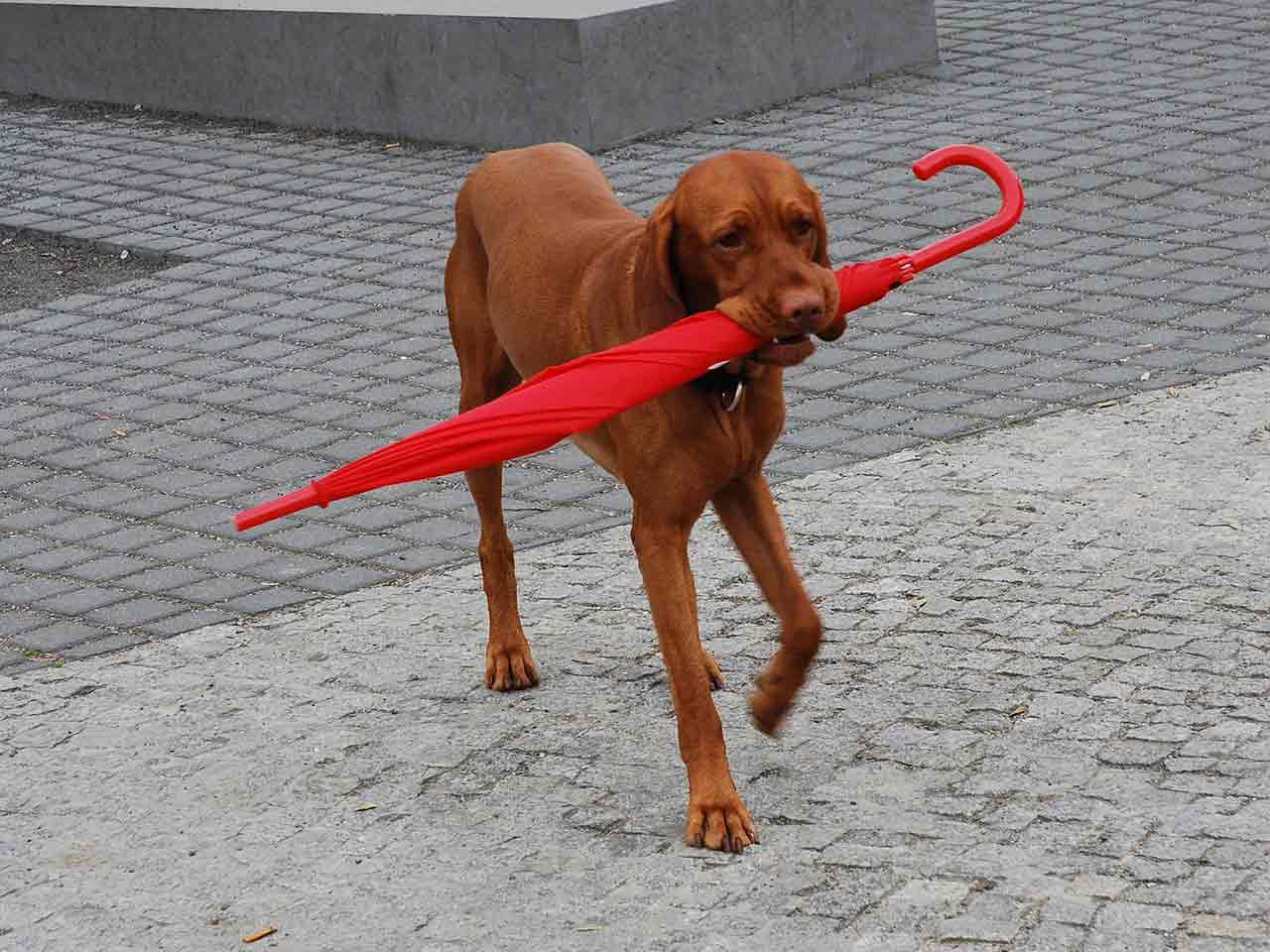 Cani in camper: come gestire i loro bisogni con la pioggia battente?