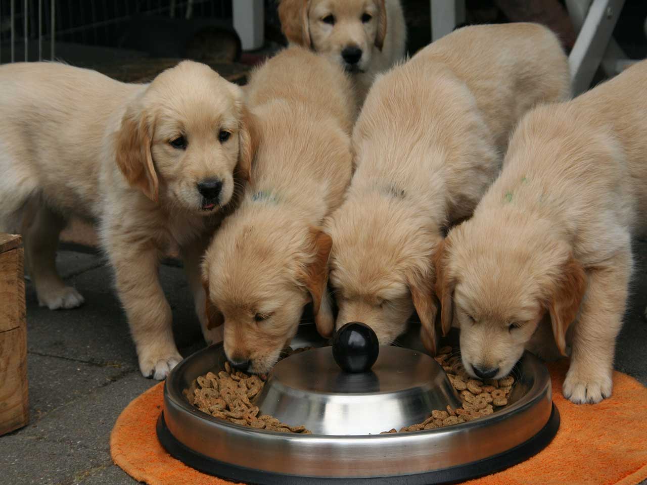LA DIETA DAUTUNNO PER I CANI E DUE RICETTE SPECIALI