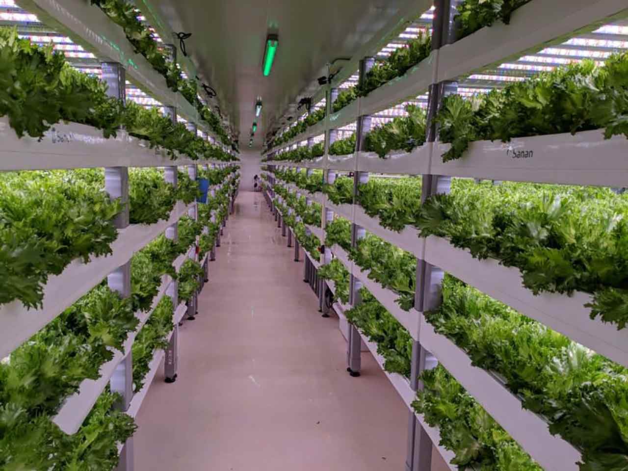 Trasformare capannoni industriali in serre? Si può ma in verticale
