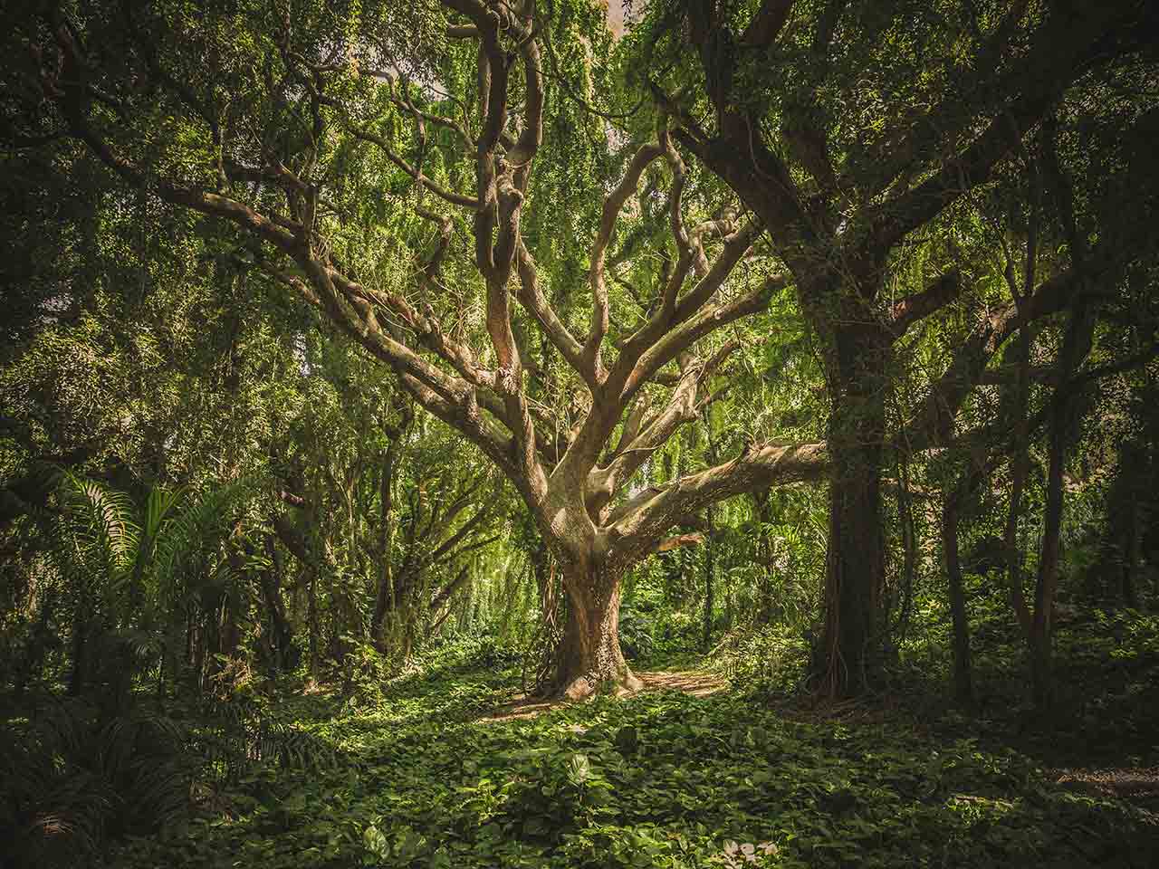 SOUND OF THE FOREST: LA VOCE DELLA NATURA