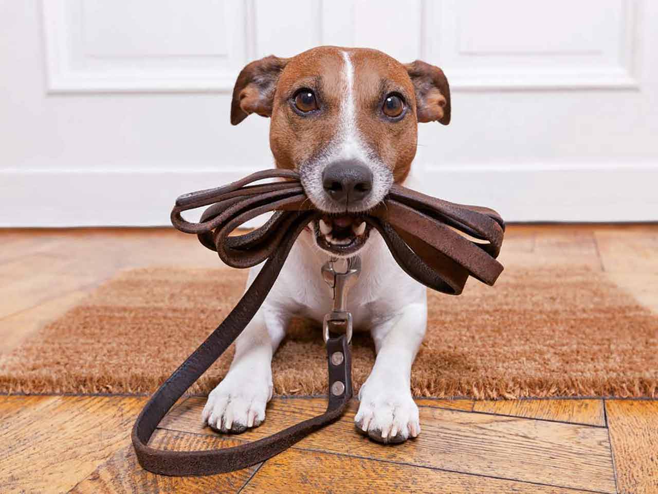Galateo canino. Alcune semplici regole di comportamento per gli amici cani