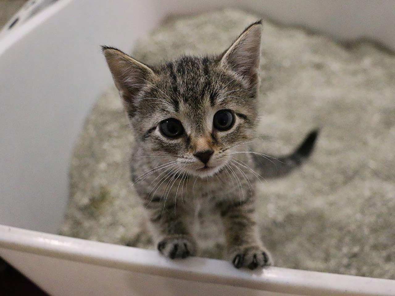 Ma perché cani e gatti li mangiano?