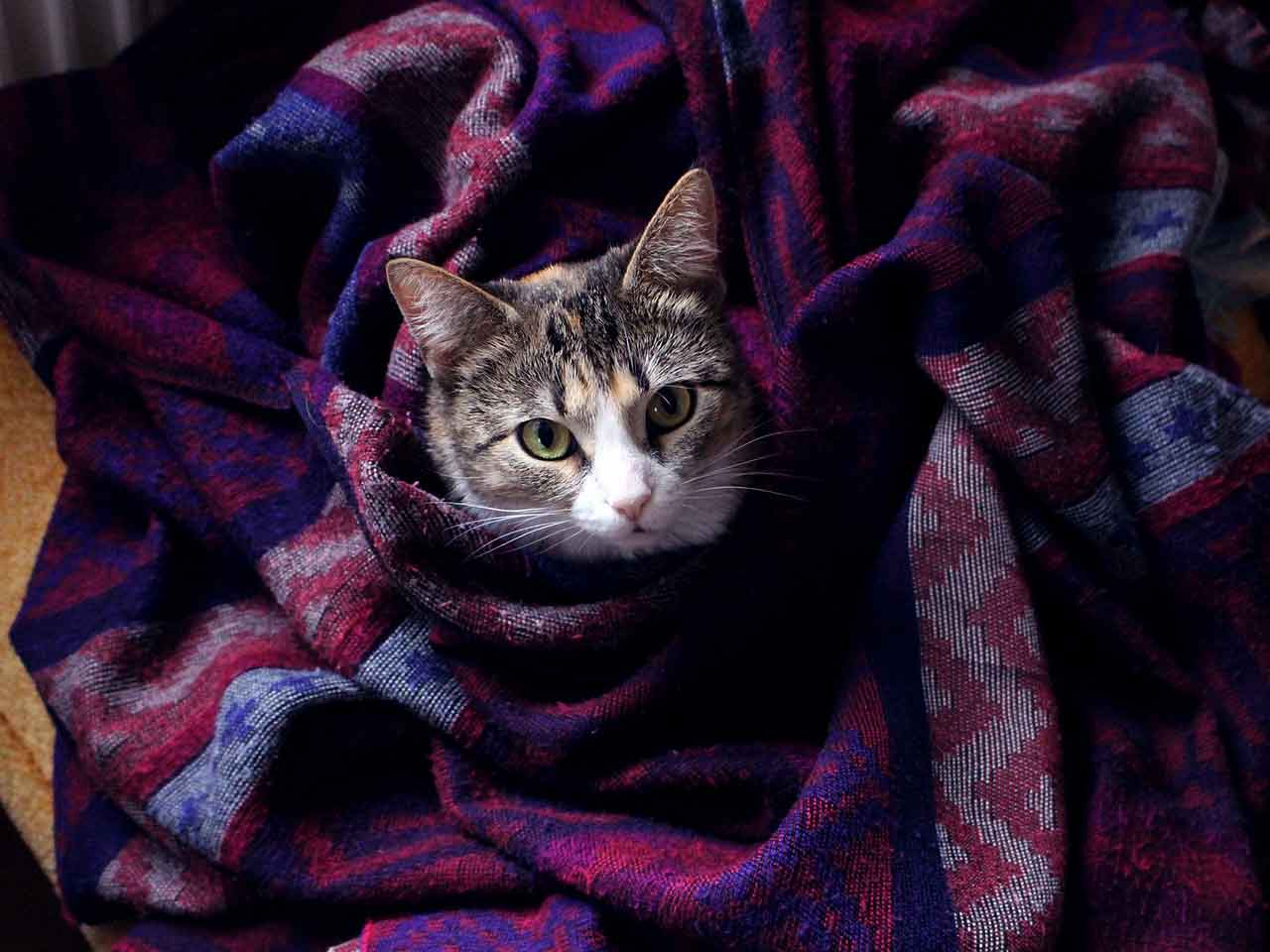 QUANDO IL GATTO SI SENTE TRASCURATO