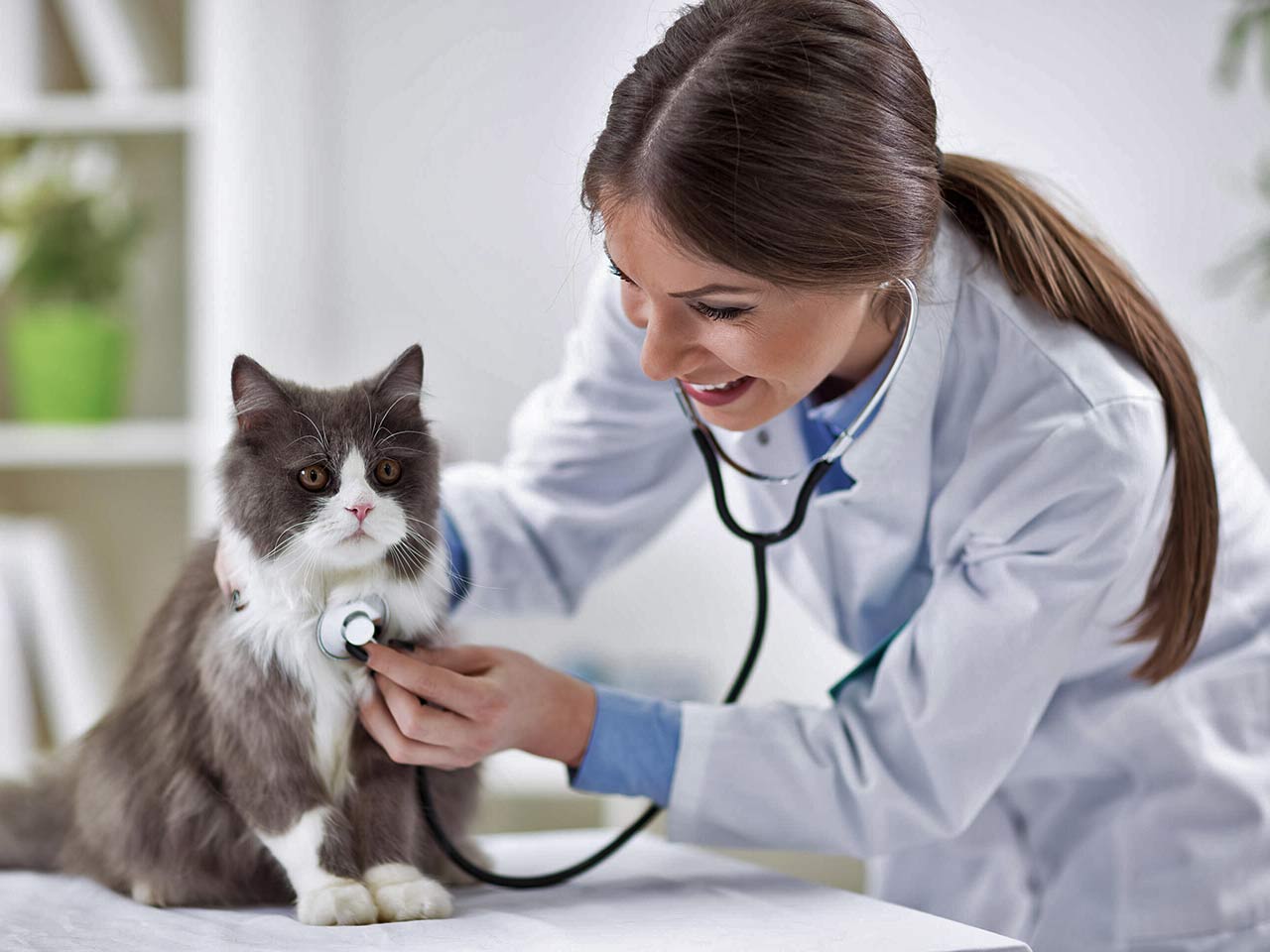 LA VISITA VETERINARIA DI CONTROLLO