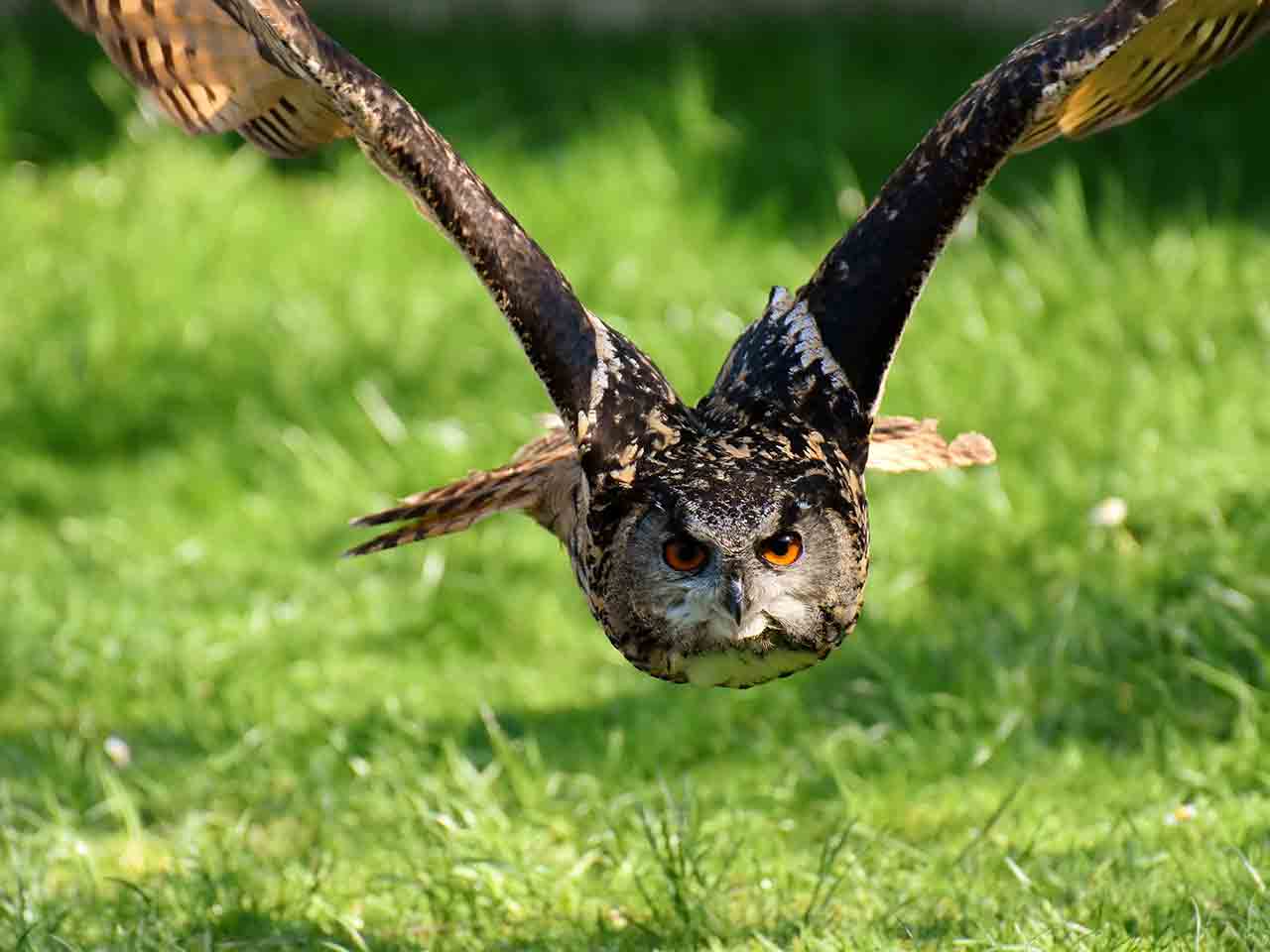 In totale libertà. Animali selvatici in livecam