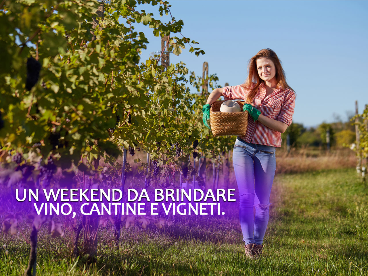 VINO