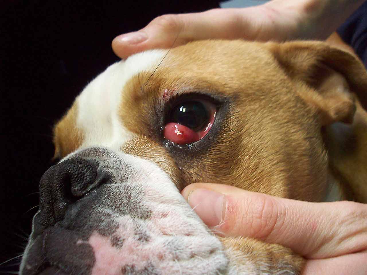 Fido e locchio a ciliegia. Cosa fare?