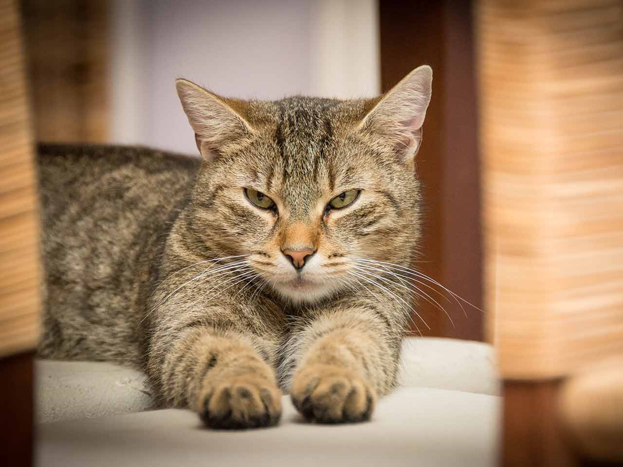 Micio e losteoartrite cronica