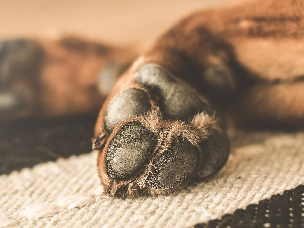 Il pedicure per i nostri avventurosi amici cani