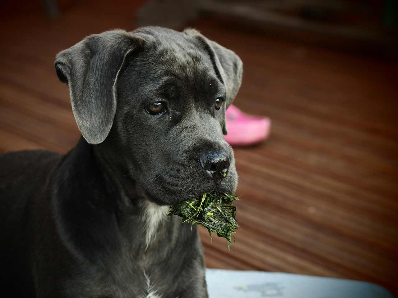 Perché cani e gatti a volte mangiano lerba?