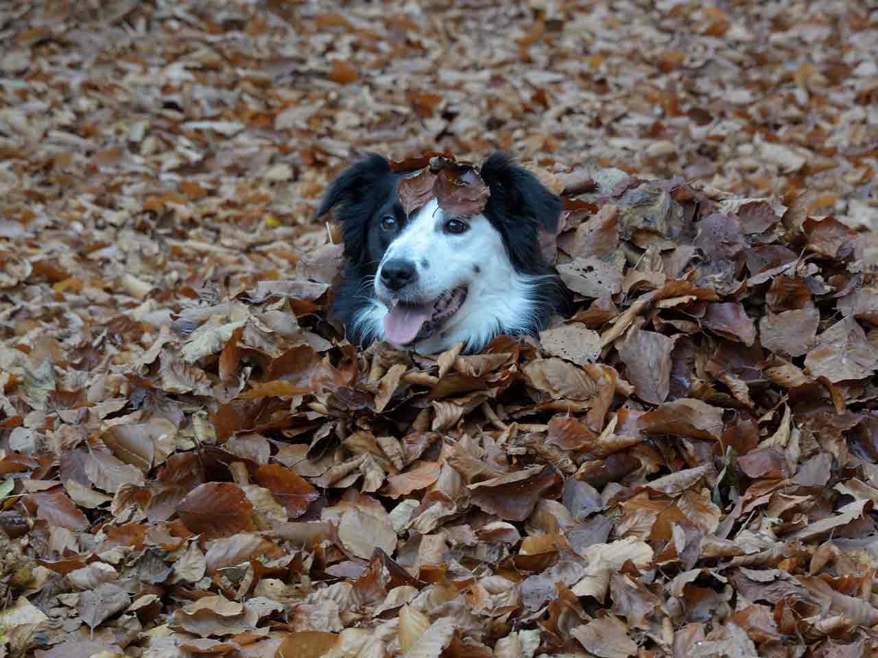 Autunno. Le insidie del bosco per i cani