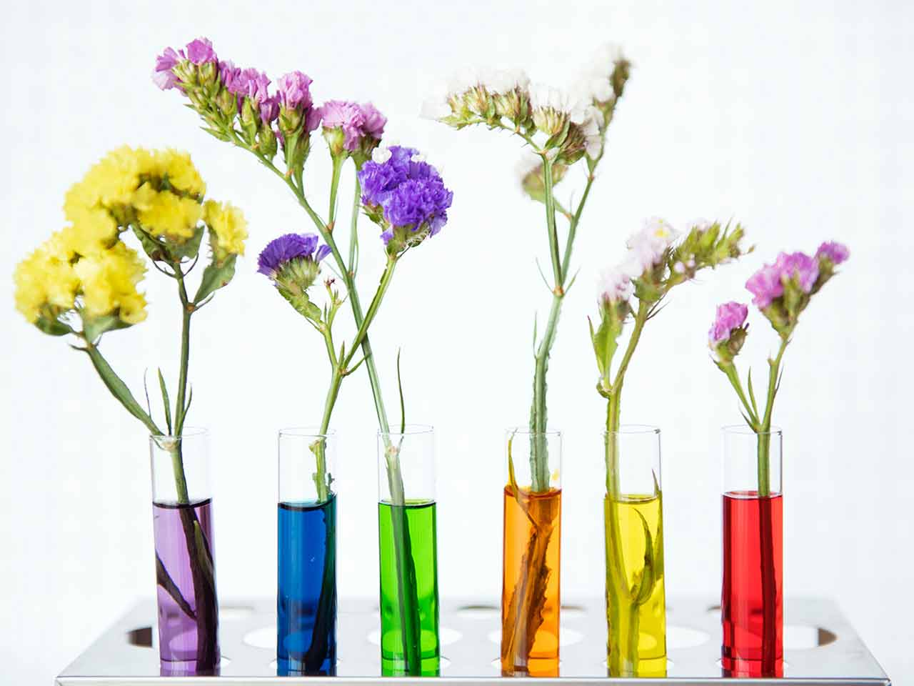 Purificare laria con metodi naturali. 5 piante anti inquinamento