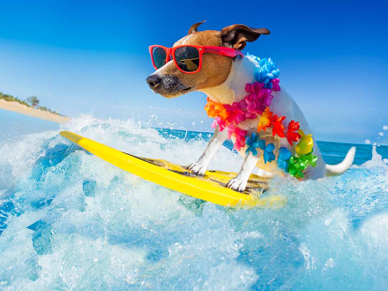 SPIAGGE PER CANI SULLA CRESTA DELL'ONDA. SCOPRI LE MIGLIORI