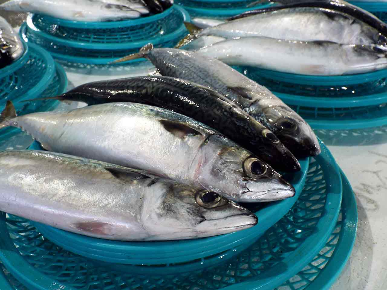 Virtù e vizi del pesce