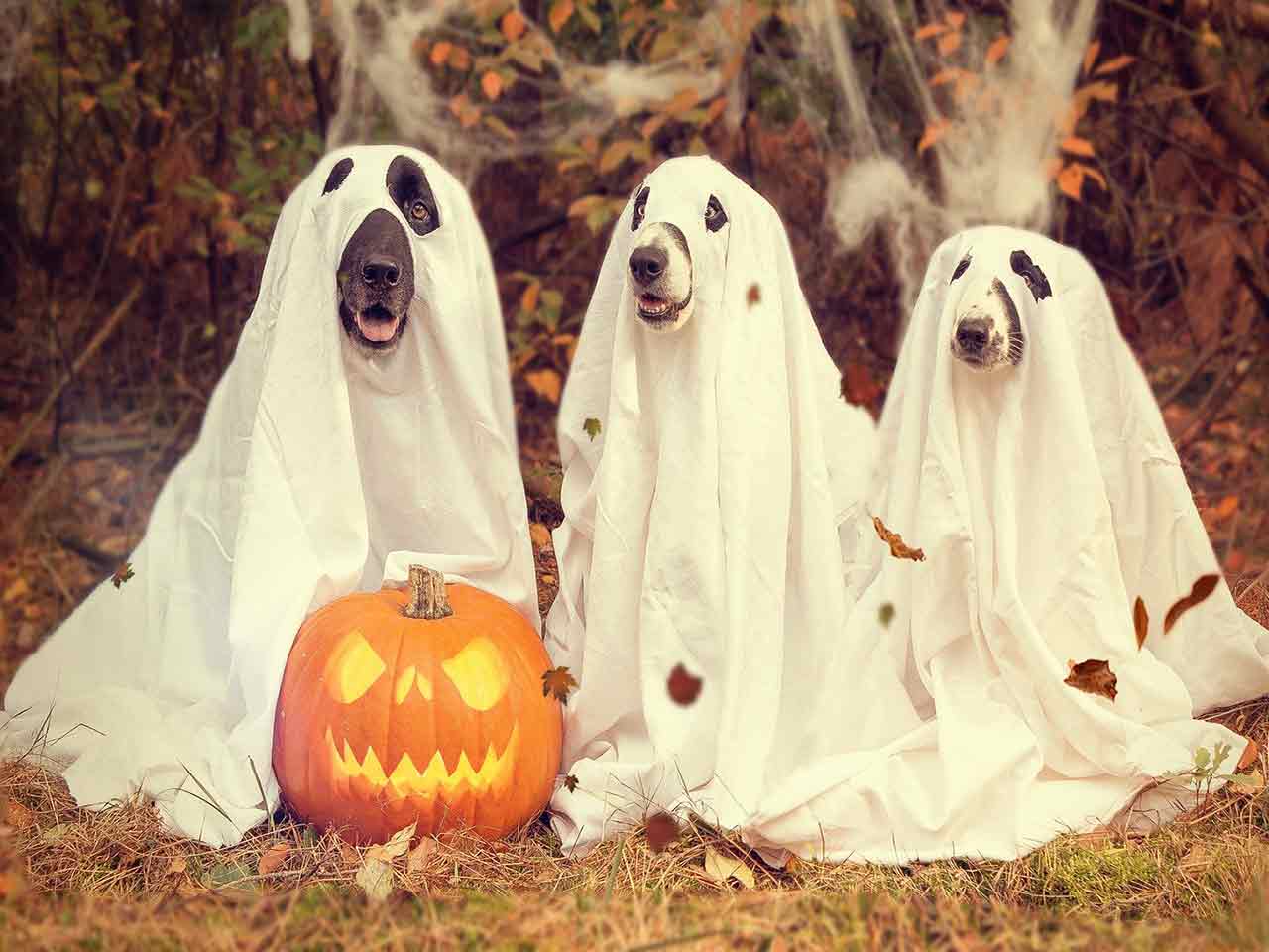 LA ZUCCA DI HALLOWEEN... ANCHE PER FIDO!