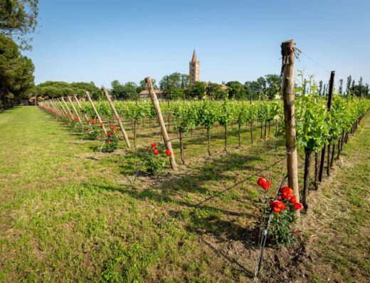 AZIENDA AGRICOLA CORTE MADONNINA