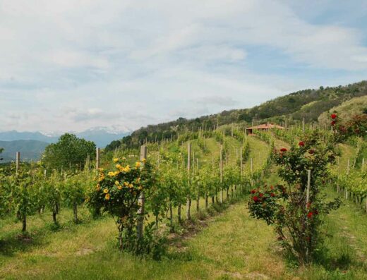 PODERE AI VALLONI